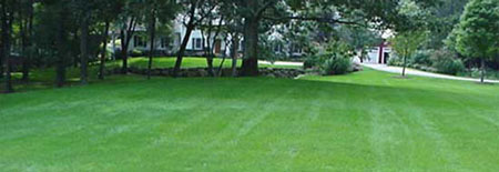 lawn041.jpg