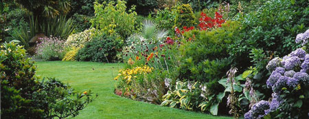 shrub5.jpg