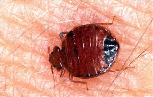bed-bugs-10.jpg