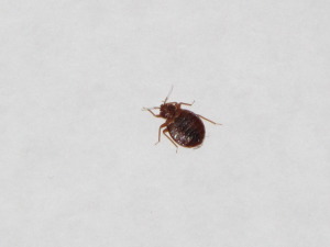 Bed Bugs in Utah | Extermiman Pest & Wildlife Control