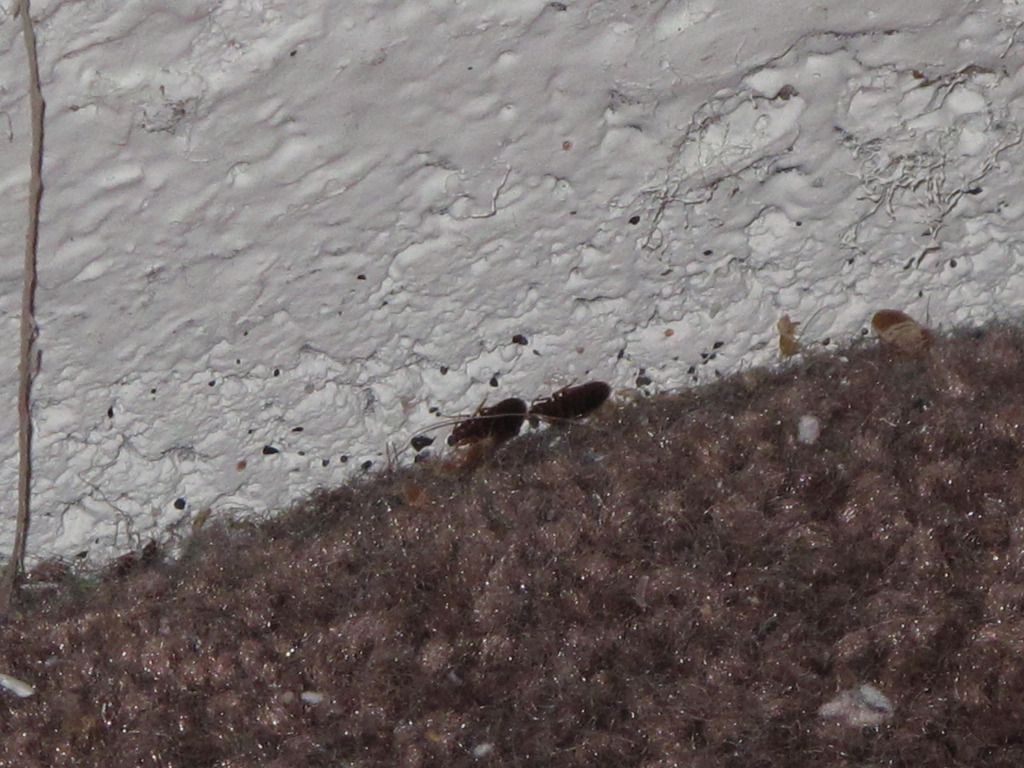 Bed Bug Photographs Extermiman Pest & Wildlife