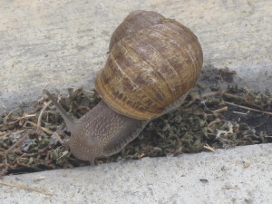 Utah snail exterminator