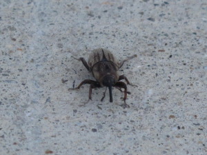 Utah Billbug Control