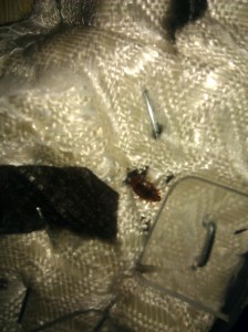 bed bug pest control bed bug service