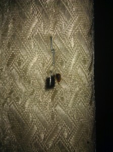 bed bug exterminator pest control bed bugs