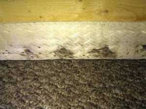 salt lake city exterminators bed bug pest control