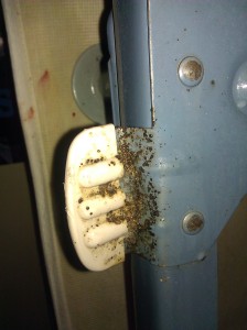 bed bugs salt lake city salt lake city bed bug exterminator