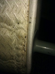 salt lake city pest control bed bugs salt lake city