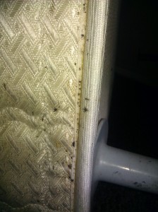 bed bug extermination exterminate bed bugs