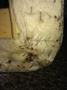 bed bug exterminators utah bed bug control