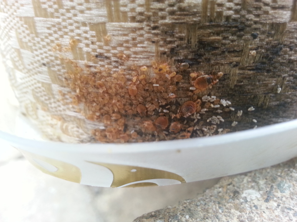 Utah Bed Bug Control Extermiman Pest & Wildlife