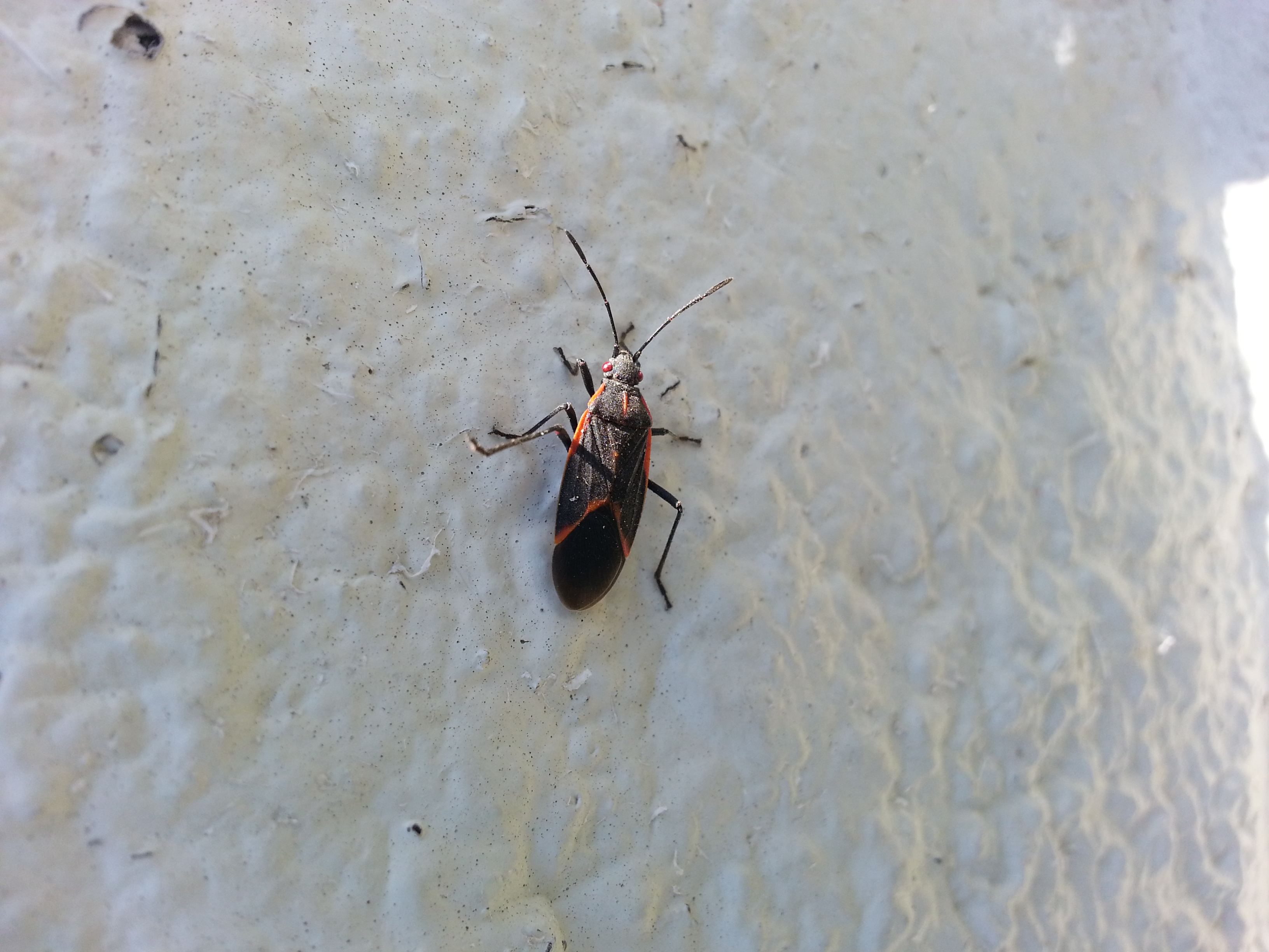 boxelder bugs boxelder bugs