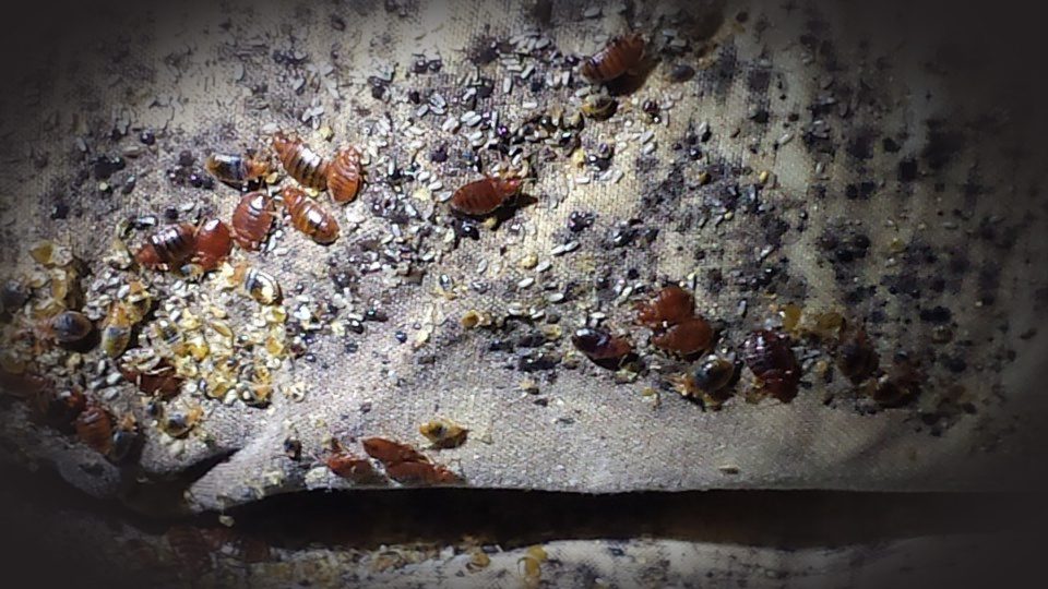 Utah-Bed-Bugs-960x540 copy