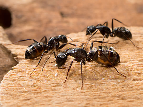 ant-extermination-services