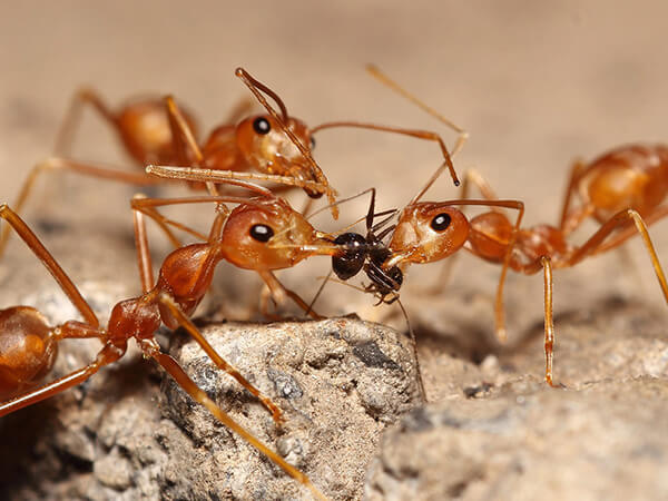 fire-ants