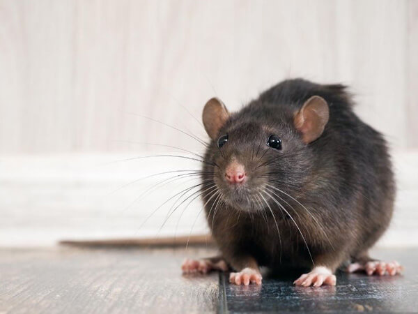 rodent-control-services rodent-control-services