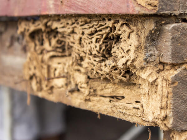 termite-infestation-services