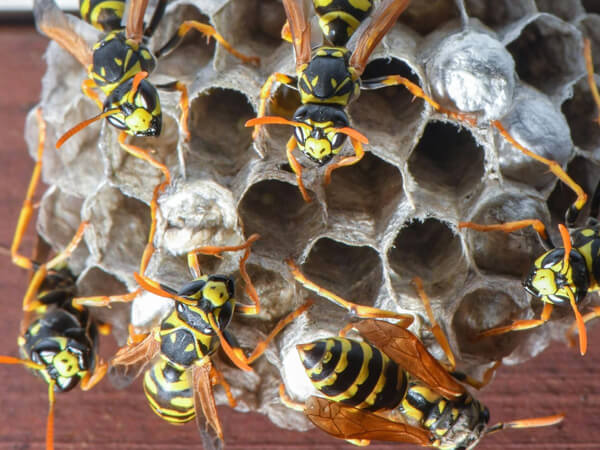 wasp-pest-control